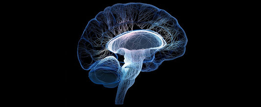 Mental: 10 SUPPLEMENTS THAT NATURALLY BOOST SEROTONIN